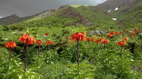 Le mystère de la fleur Aigul, unique au monde