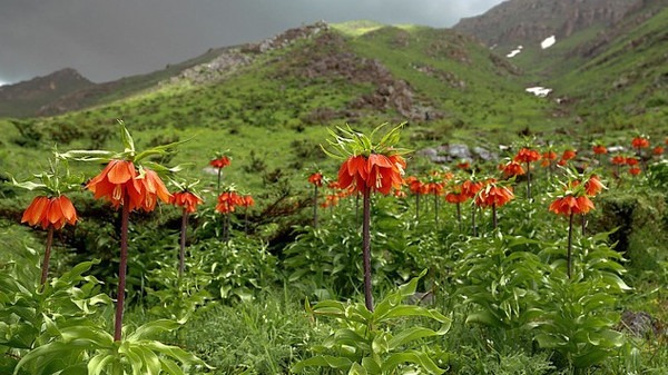 Le mystère de la fleur Aigul, unique au monde - Kyrgyz'What
