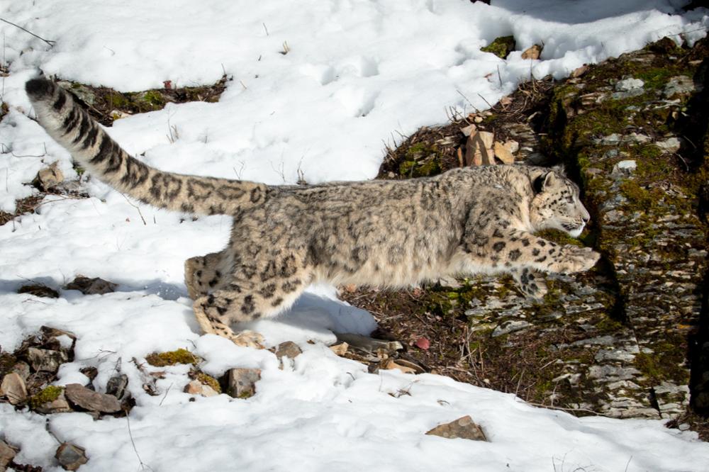 Tout sur le léopard des neiges, animal sacré du Kirghizistan 