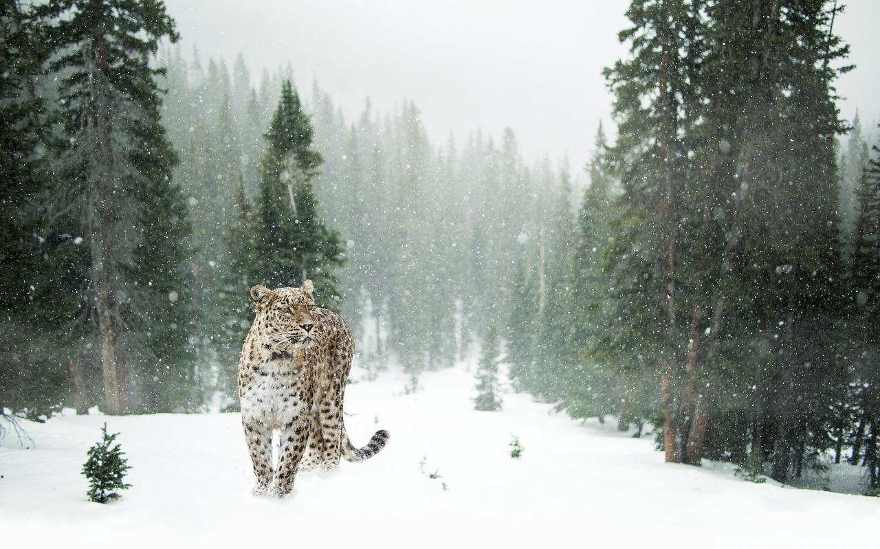 Création d’un sanctuaire pour les léopards des neiges au Kirghizistan