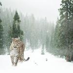 Animaux Kirghizistan